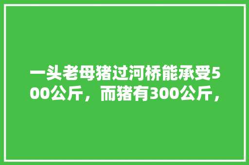 一头老母猪过河桥能承受500公斤，而猪有300公斤，猪走到桥中间桥却塌了。这是为什么呢？脑筋急转弯，母猪过河问题 公考知识